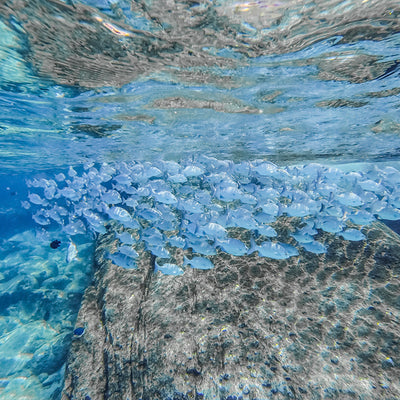 HALF DAY - Snorkeling Safari (from Phuket)