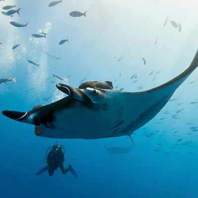 LIVEABOARD 4 days / 3 nights - Koh Bon, Tachai, Surin Islands & Richelieu Rock