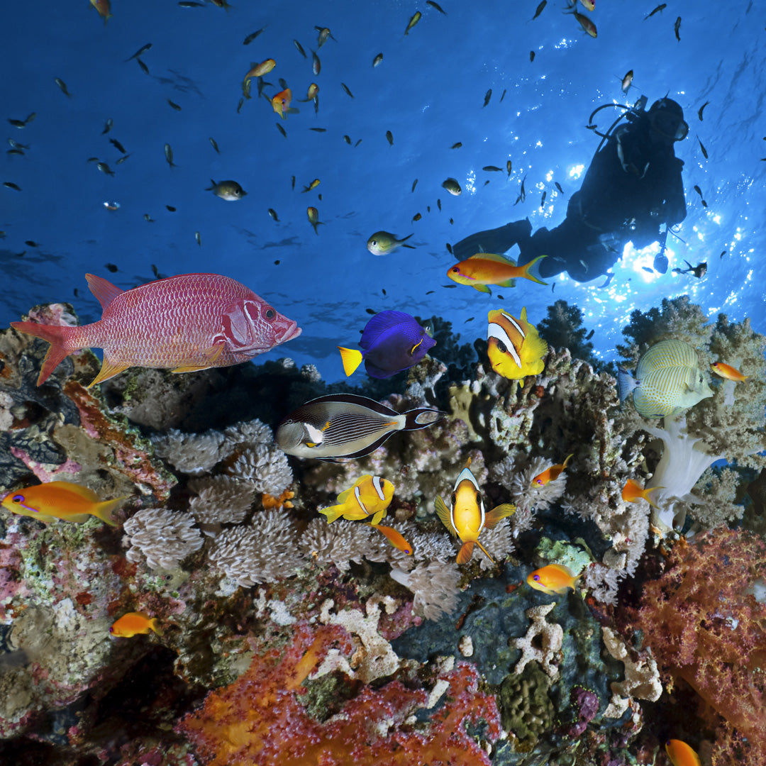 PHI PHI - Diving Trip (from Phuket)