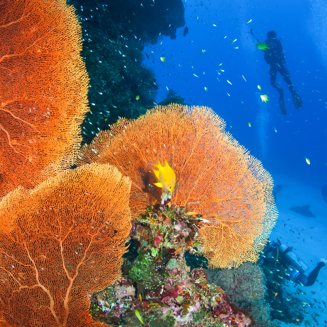 KOH BON & TACHAI - Diving trip (from Khao Lak)